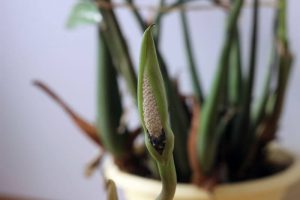 Cách xử lý độc của Cây Kim Tiền