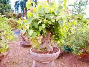 Cây bồ đề nên trồng ở đâu