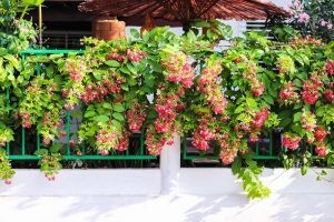 Cây hoa sử quân tử