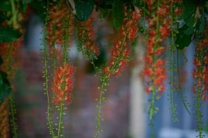 Chăm sóc cây Lộc Vừng