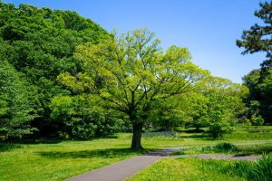 Chăm sóc cây Long não