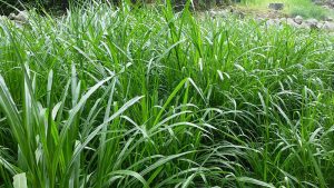 Cỏ voi - Tạp Chí Cảnh Quan