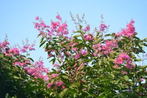 Kỹ thuật trồng cây bằng lăng