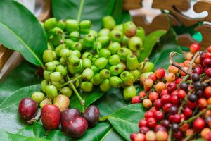 Rễ Vối chữa viêm gan, vàng da