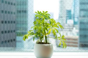 Cây Ngũ Gia Bì trong phong thủy