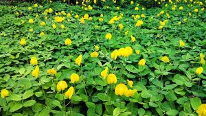 Cây cỏ đậu phộng