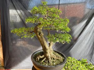 Đôi nét về cây mai chiếu thủy