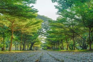 Cây Bàng Đài Loan