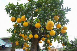 12 Loai Cay Bong Mat Truoc Nha De Trong De Cham Soc 2964 6