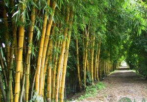 15 Cay Canh Ngoai That Dep Trong Biet Thu Nha Vuon Resort 2926 5