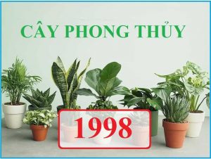 1998 Hop Cay Gi Top 10 Loai Cay Hut Tai Loc Cho Tuoi Mau Dan 3048 26