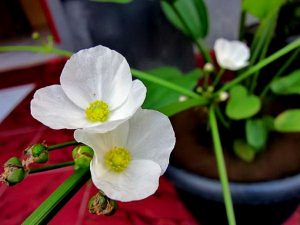 Cach Trong Cham Soc Cay Bach Thuy Tien Trong Trong Nuoc 2979 6