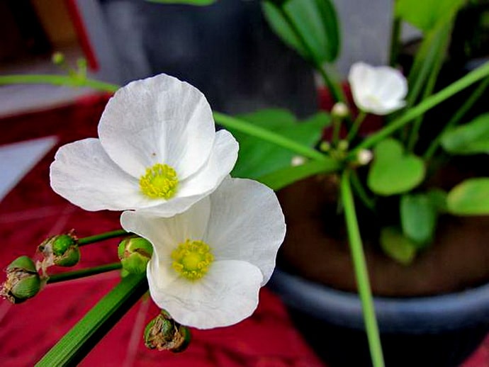 Cach Trong Cham Soc Cay Bach Thuy Tien Trong Trong Nuoc 2979 6