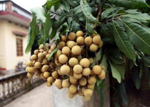 Top 6 Cac Loai Cay Chiu Nuoc Tot Phai Trong O Vung Ngap Ung 3044 3