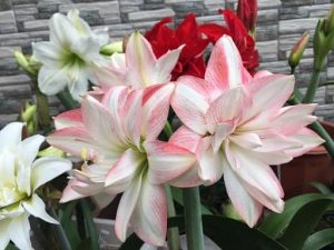 Top 7 Cay Trong Trong Nuoc Co Hoa Dep De Cham Tai Nha 2976 3