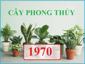Tuoi Canh Tuat Trong Cay Gi Trong Nha 7 Loai Cay Hop Nhat 3017 15
