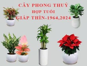 Tuoi Giap Thin Trong Cay Gi Trong Nha 7 Cay Hop Giap Thin 3046 15