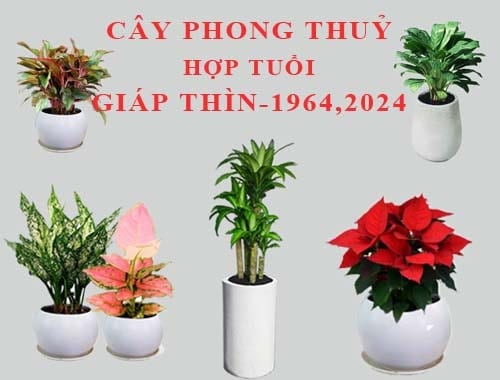 Tuoi Giap Thin Trong Cay Gi Trong Nha 7 Cay Hop Giap Thin 3046 15