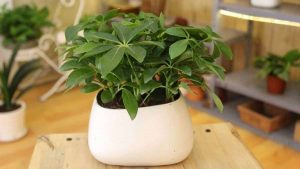 Tuoi Mau Thin Trong Cay Gi Top 10 Cay Hop Tuoi Mau Thin 3018 5